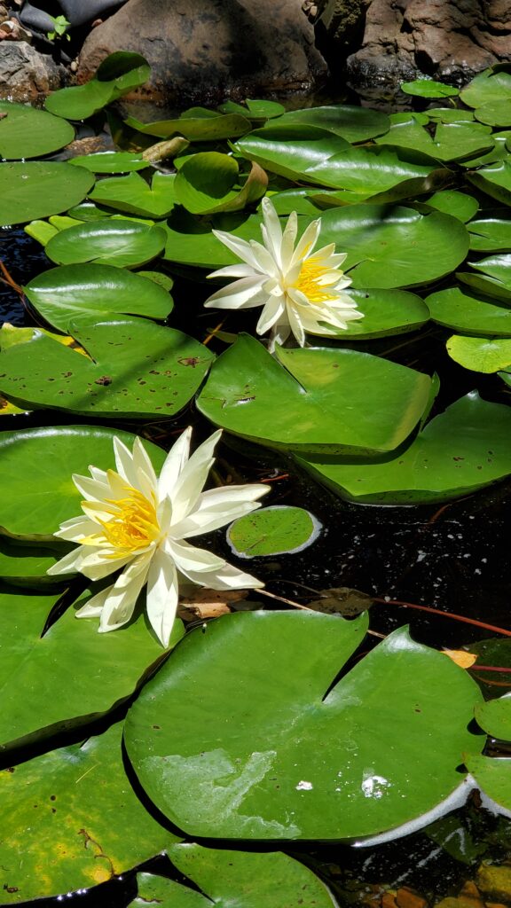 image of lilly pads